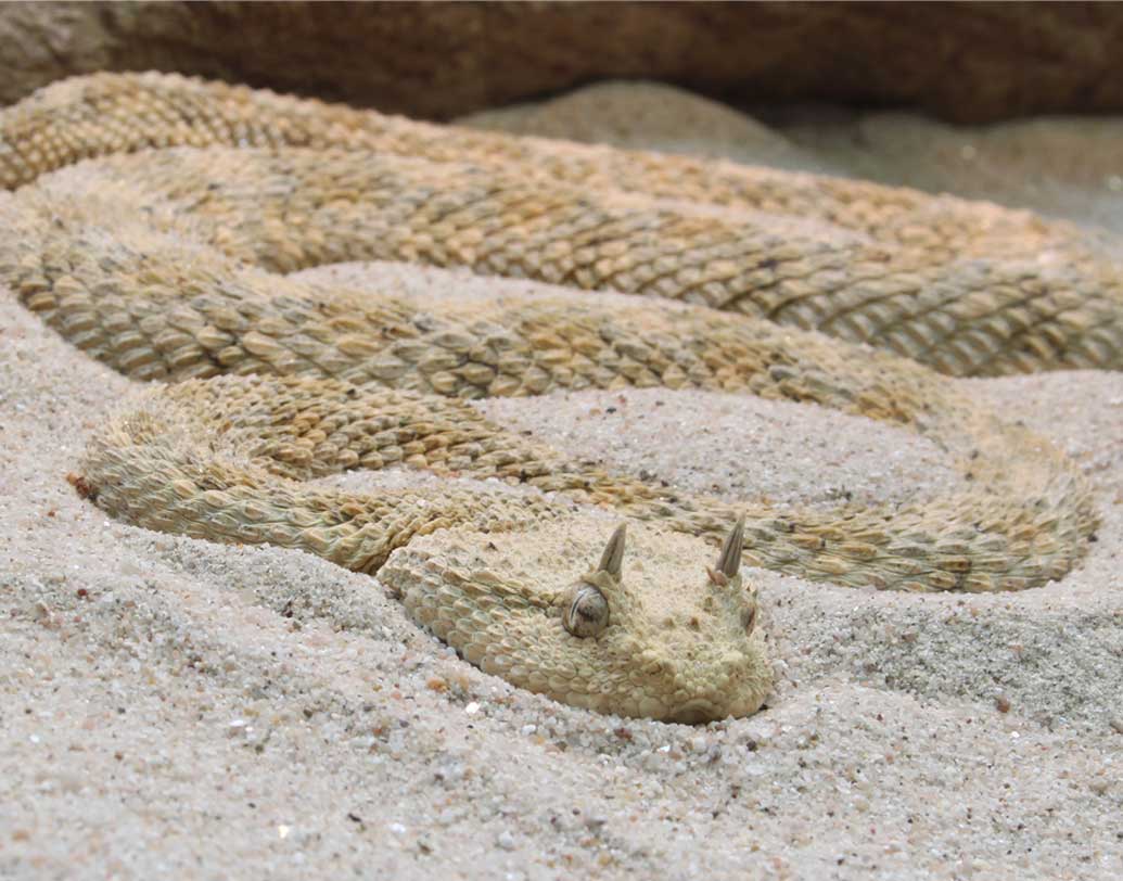 একটানা রোদে দৌড়ানো ছাড়াও রয়েছে বালিঝড়ের আশঙ্কা। রয়েছে বিষাক্ত সাপের কামড়ের আশঙ্কাও। হর্নড ভাইপার এর অন্যতম।