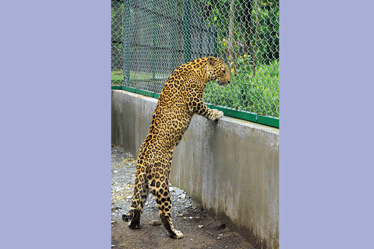 Leopard left zoo unnoticed at Jalpaiguri