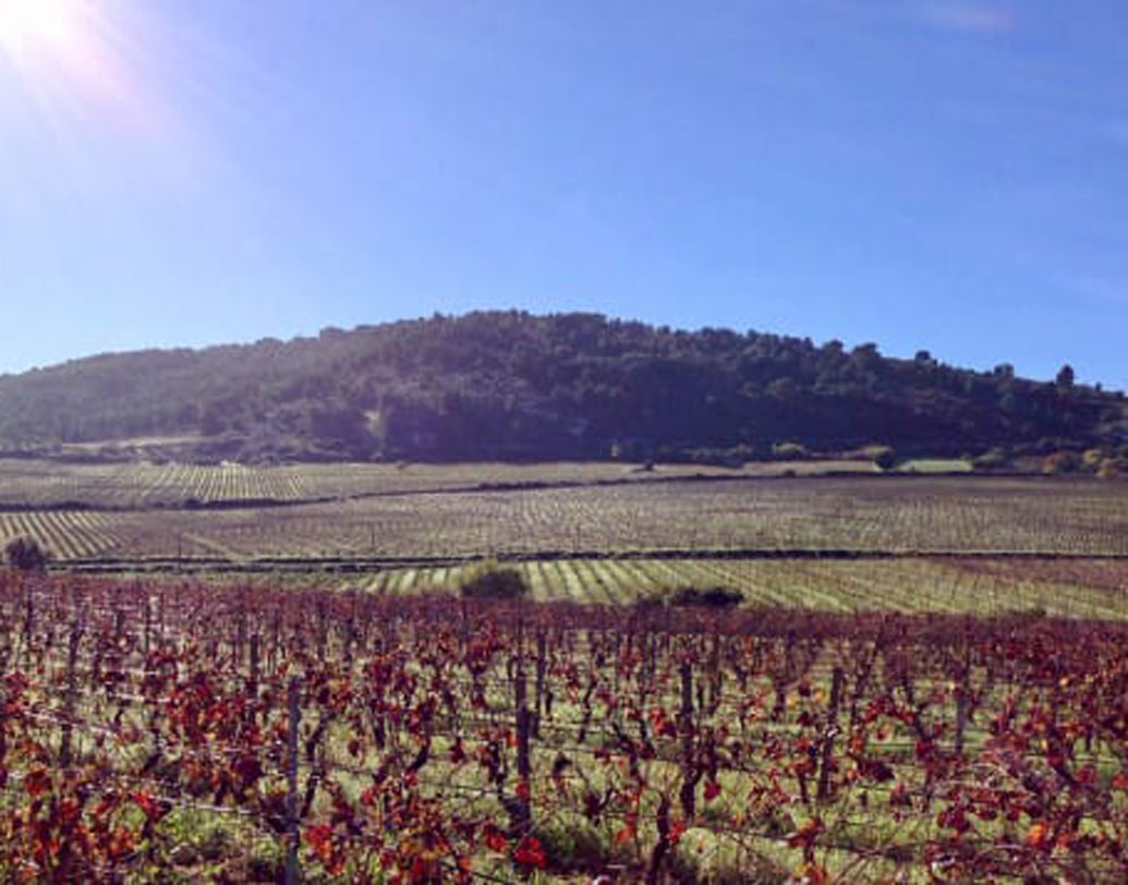 সাম্বুকা থেকেই অভিজাত সিসিলীয় ওয়াইনের নবজাগরণ শুরু হয়। লাল আঙুরের চাষ হয় এখানে। এই শহরে রয়েছে বিস্তীর্ণ আঙুর ক্ষেত।