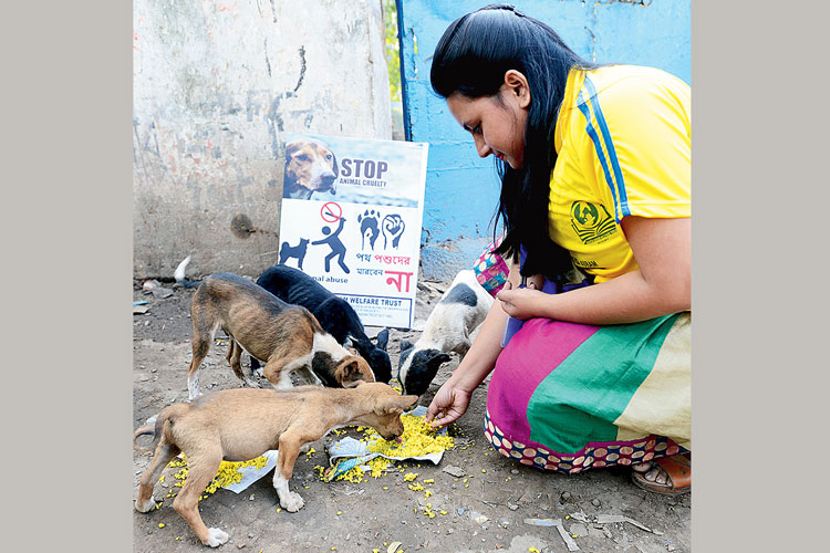 যত্ন: পথকুকুরদের খাওয়াচ্ছেন এক পশুপ্রেমী। ছবি: দীপঙ্কর মজুমদার