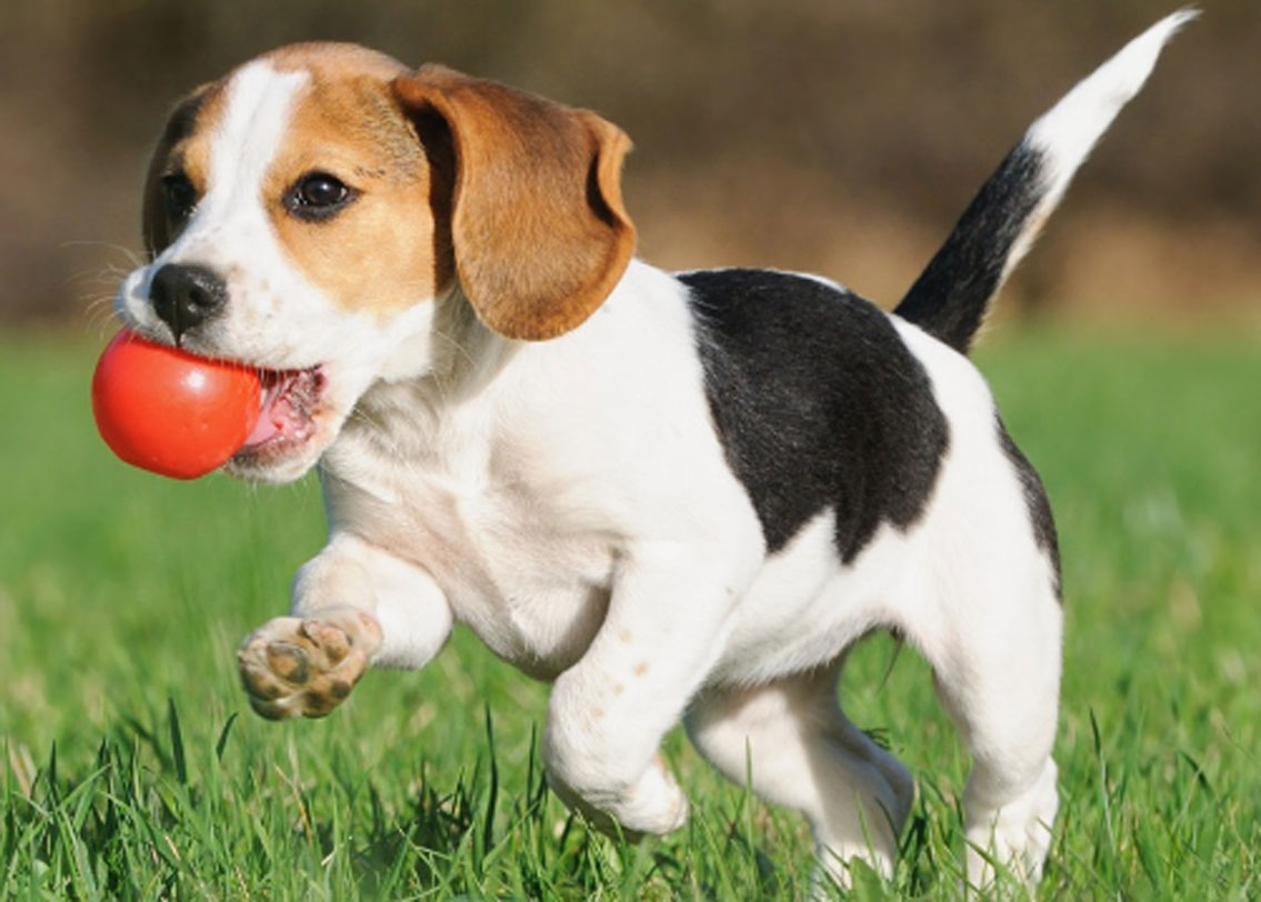 আপনি কি জানেন, কফি দিয়ে আপনার পোষ্যেরও যত্ন নিতে পারেন? পোষ্যকে স্নান করানোর পর তার উপর কিছুটা কফি পাউডার ছড়িয়ে দিন। কফির কড়া গন্ধ পোষ্যকে পোকামাকড় থেকে নিরাপদ রাখবে।