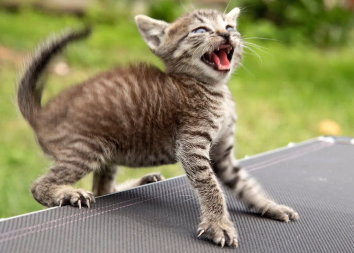 বেপাড়ার বিড়াল তাড়াতেও কিন্তু ওস্তাদ এই কফি। একটু ফাঁক পেয়েছে কি বাড়িতে বিড়াল এসে হাজির, এই অভিজ্ঞতা প্রায় সকলেরই রয়েছে। বিড়ালের অনধিকার প্রবেশ রুখতে জানলার পাশে বেশ কিছুটা কফি রেখে দিন। কফির কড়া গন্ধ বিড়ালের পক্ষে অস্বস্তিকর।