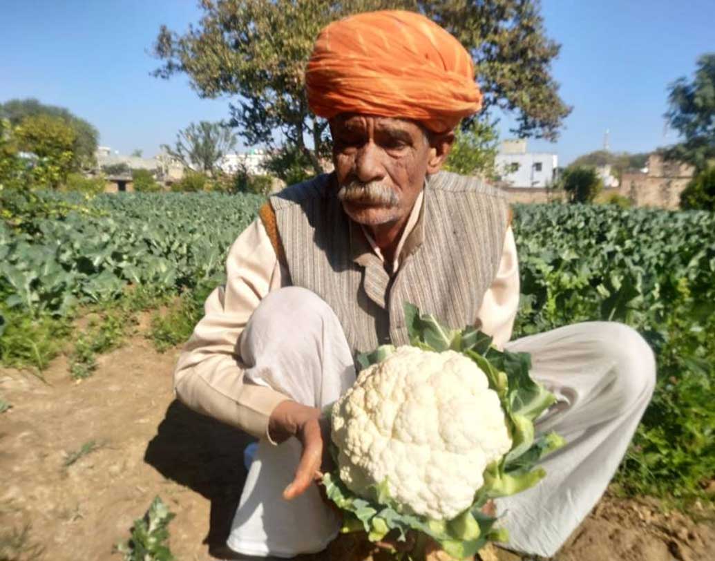 রাজস্থানের জগদীশ প্রকাশ পারেখ। অজিতগড় গ্রামে ফলিয়েছেন একটি ২৫.৫ কিলোগ্রামের ফুলকপি, তা-ও একেবারে সনাতন পদ্ধতিতে। লিমকা বুক অব রেকর্ডসে নামও তুলেছেন তিনি। আন্তর্জাতিক সংস্থা তাঁকে মেধাস্বত্ব অধিকার (আইপিআর)-এ দিয়েছে কীটরোধক ফসল ফলানোর জন্য।