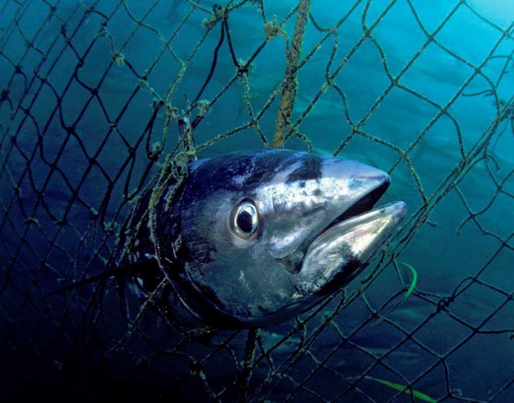 এই ব্লু ফিন টুনা মাছের ব্যবসা করে একটা বিরাট অংশের দিন গুজরান হয় জাপানে। জাপান, বিশেষত সুকিজির বাসিন্দারা টুনা মাছকে বলেন ‘কুরো মাগুরো’। তবে আজকাল জাপানেও এই টুনা মাছের অভাব। আর সেই কারণেই রেস্তরাঁগুলিতে টুনা মাছকে বলা হয় ‘ব্ল্যাক ডায়মন্ড’।