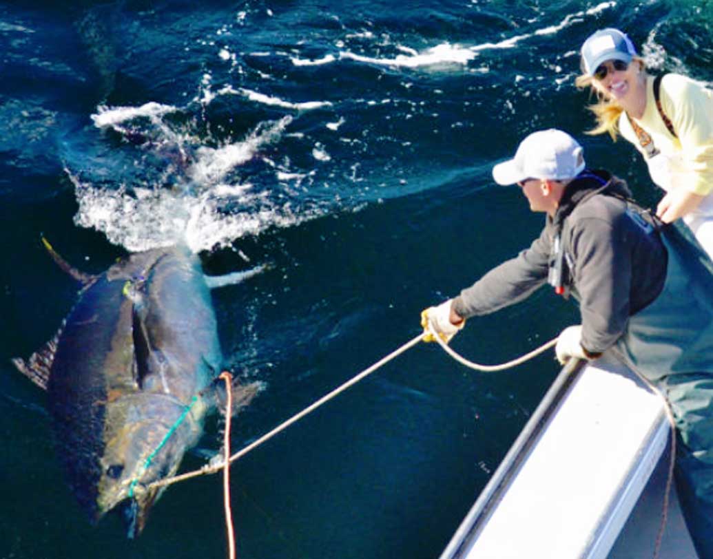 সুকিজির পাশাপাশি তোয়োসু বাজারেও শুরু হয়ে গিয়েছে নিলাম। সে বাজারের মালিক ইয়োশিহিকো ওটাকি বললেন, ‘‘নতুন বছরে টুনা মাছের নিলাম শুরু হয় এই তোয়োসু মার্কেট থেকেই। সুকিজির মতো এখানেও টুনা মাছের রমরমা বাজার।’’