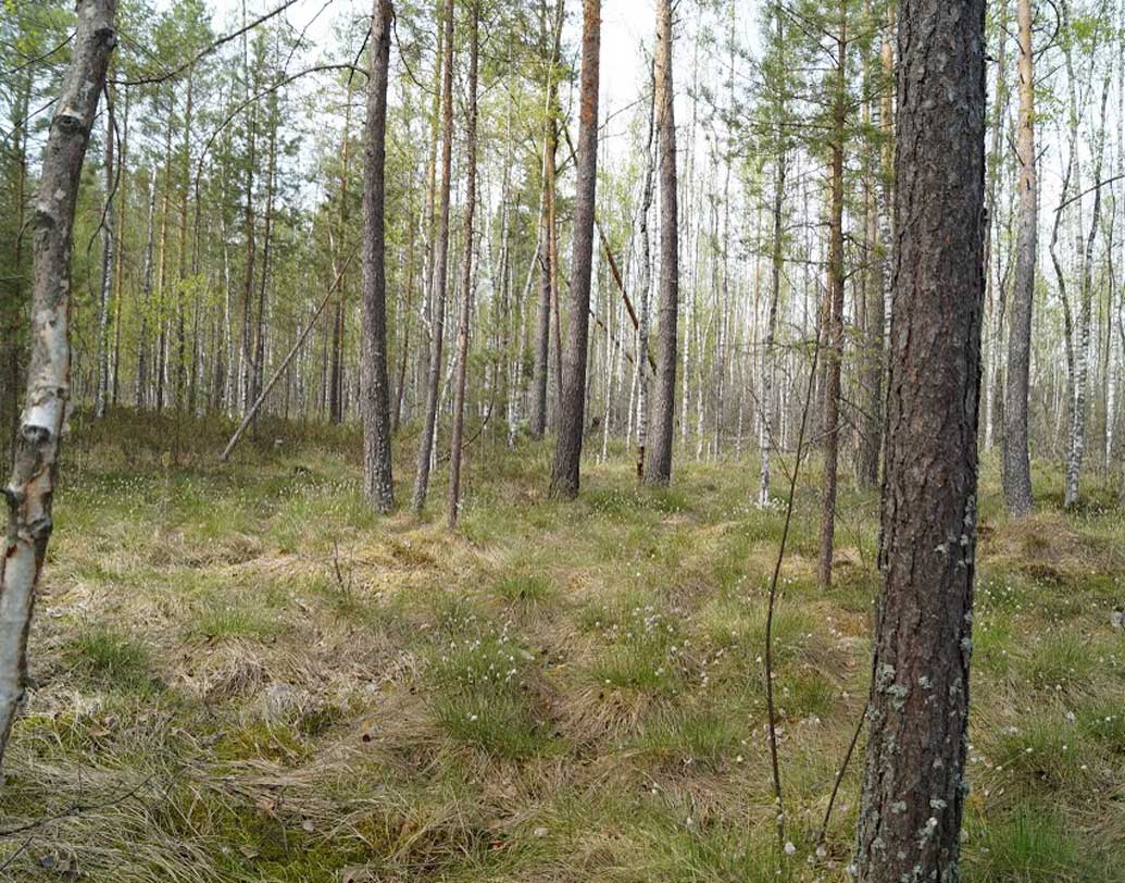 তবে এখনও পর্যন্ত সেমলেভো লেকে থেকে বিপুল অস্ত্রশস্ত্র উদ্ধার হলেও কোনও দিনই সোনাদানা উদ্ধার হয়নি। ৬০ ও ৭০ এর দশকে রাশিয়া এই সোনা উদ্ধারের চেষ্টা করেছে অসংখ্যবার, কিন্তু সফল হয়নি।