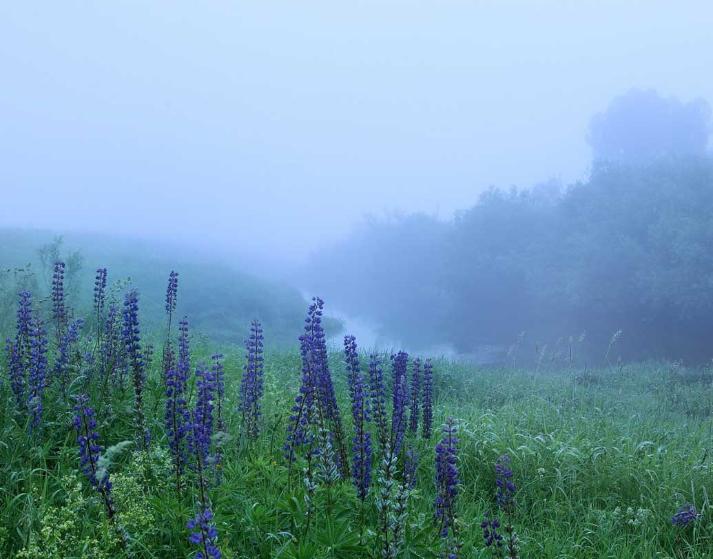বহু বছর ধরে এই এলাকায় সোনার সন্ধান করছেন ভ্লাদিমির পোরিভেইভ নামে এক ইতিহাসবিদ। তিনি বলছেন, রিজকোভের দাবি ভিত্তিহীন।