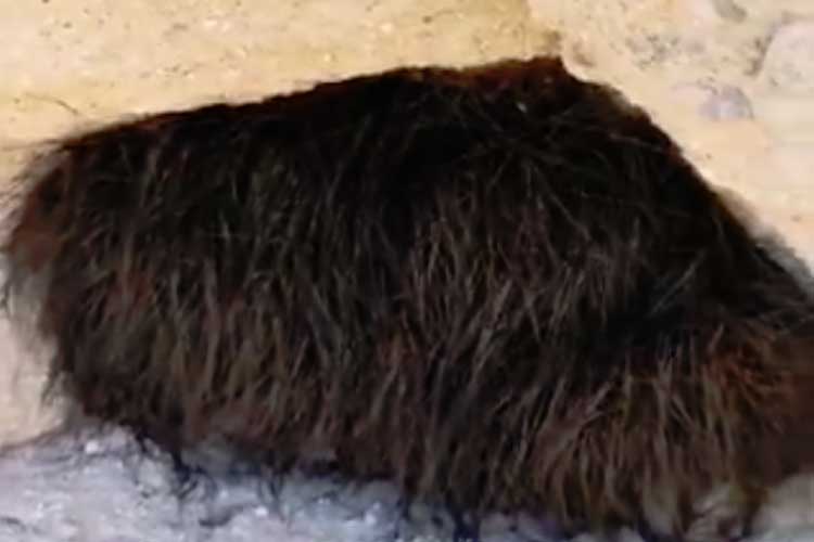 Man pokes mysterious hibernating animal in cave dgt