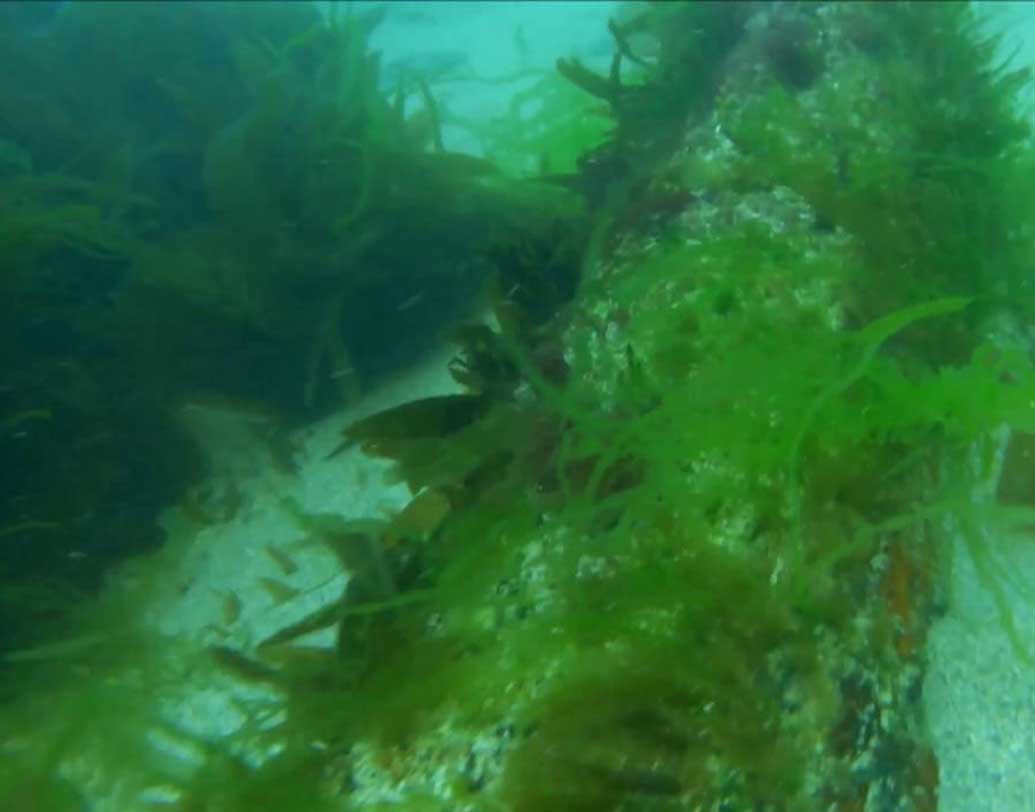 মরক্কোর তাঞ্জিয়ের্স থেকে সামরিক অস্ত্র নিয়ে আসত এই জাহাজ। সেটাও প্রায় ১৬৮৪ সাল নাগাদ।