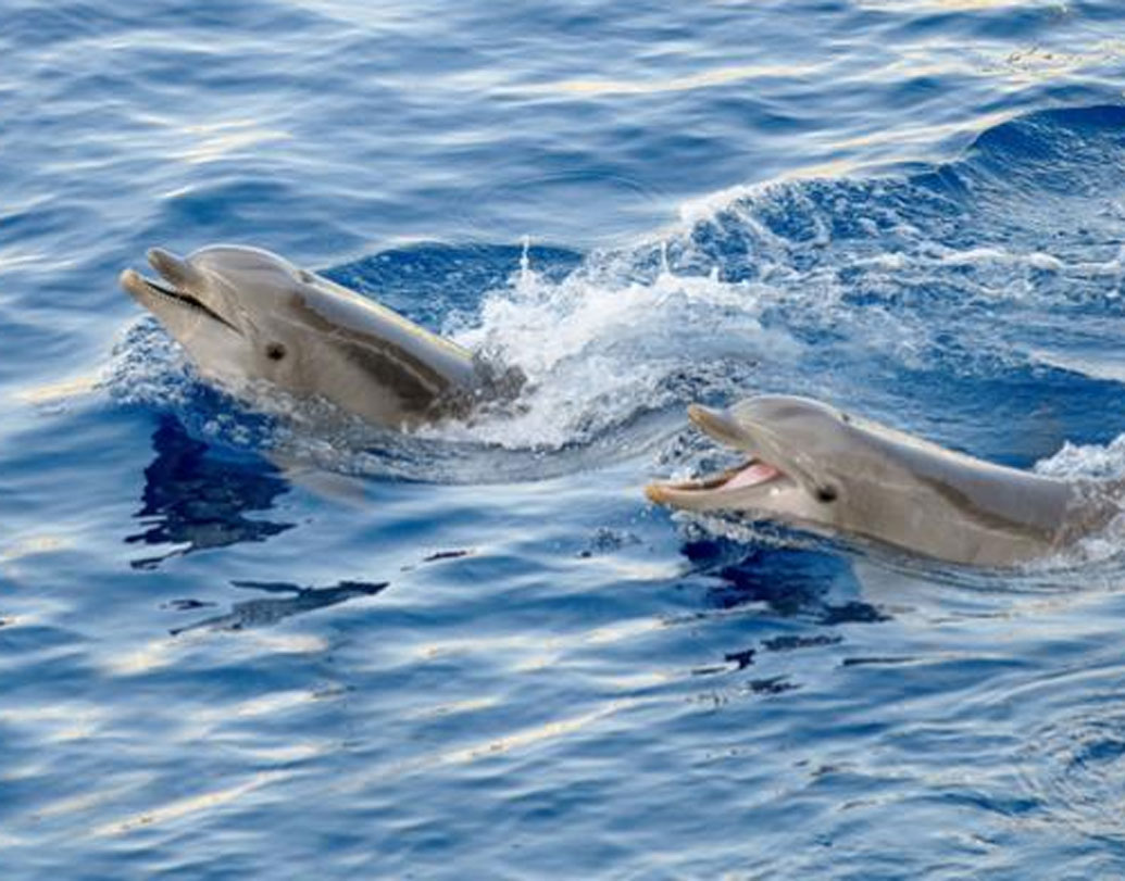 এই বিচের মূল আকর্ষণ প্রজাপতি। হাজার হাজার প্রজাপতি যেন পর্যটকদের অভ্যর্থনা জানাতে যেন অপেক্ষা করে। শুধু প্রজাপতিই নয়, এখানে এলে ডলফিনও দেখতে পাওয়া যাবে।