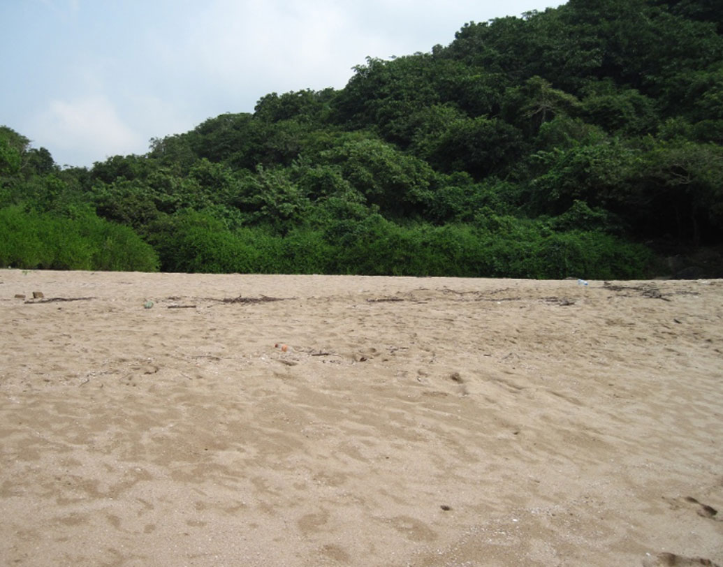 ডলফিন ছাড়াও এই বিচে দেখা মিলবে কাঁকড়া, গোল্ডফিশ, সি আর্চিন, সি কিউকাম্বারের মতো সামুদ্রিক জীবের। তবে এদের দেখা পেতে হলে ভোরেই যেতে হবে বিচে।