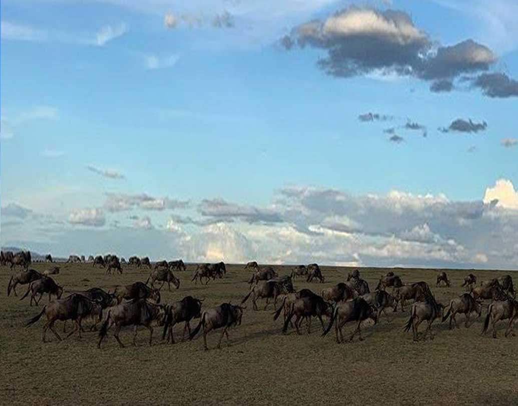 পূর্ব আফ্রিকায় ভারত মহাসাগরের তীরে অবস্থিত কেনিয়া বরাবরই ভ্রমণপিপাসুদের পছন্দের জায়গা। কেনিয়ার মাসাইমারা অভয়ারণ্যের কথা প্রায় সকলেরই জানা। বনের রাজা থেকে শুরু করে জেব্রা, জিরাফ কী নেই সেখানে। অ্যাডভেঞ্চারের টানে সেখানেই আপাতত রয়েছেন ওই তারকা জুটি।