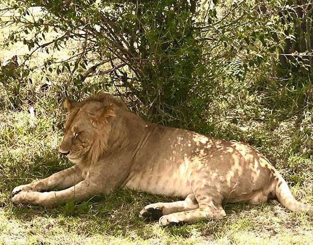 পশুরাজেরও দেখা মিলেছে সেখানে। শুভশ্রীর ক্যামেরায় ‘তিনি’ আবার লেন্সবন্দিও হয়েছেন। রোদেলা দুপুরে আলসে রোদ মেখে ঢুলতে দেখা গিয়েছে তাকে।