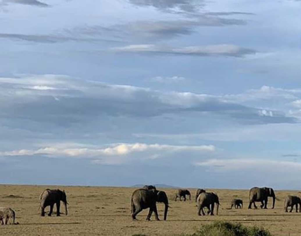 দুলকি চালে চলেছে হাতির দল। কোনওদিকেই যেন ভ্রূক্ষেপ নেই তাদের। তবে শুভশ্রীর নজর এড়ায়নি তা। ঠিক তুলে নিয়েছেন ছবি। আপলোড করেছেন ইনস্টাগ্রামেও।
