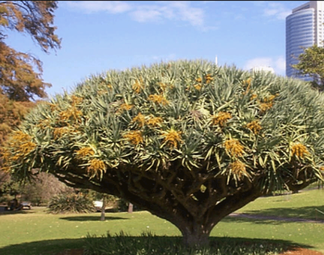 এই ছাতাগুলো আসলে একপ্রকার গাছ। বছরের পর বছর ধরে নাকি ড্রাগনের রক্ত বহন করে চলেছে এই গাছগুলোই। সে কারণে এদের বলা হয় ড্রাগন ট্রি।