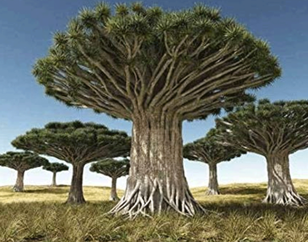 অতলান্তিক মহাসাগরের মাঝে ক্যানারি দ্বীপে মূলত এদের দেখা যায়। কেন এদের ড্রাগন ট্রি বলা হয়? এর পিছনে এতটা কাহিনি লুকিয়ে রয়েছে।