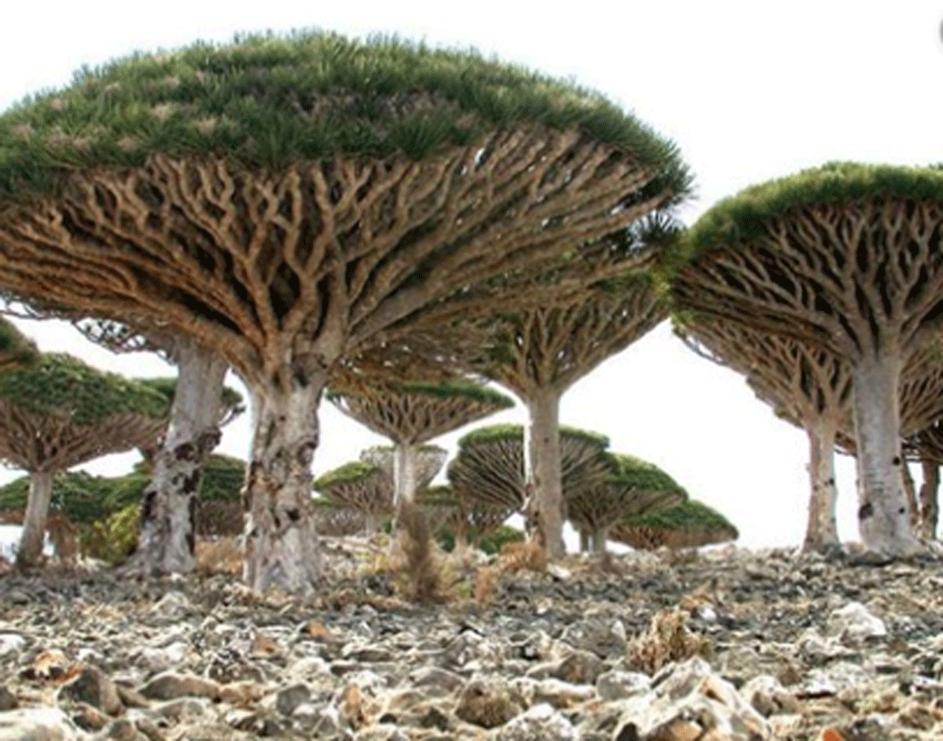 গ্রিক পুরান অনুযায়ী, হারকিউলিসকে হেসপেরাইডস-এর বাগান থেকে তিনটে সোনার আপেল ফিরিয়ে নিয়ে আনতে হত। এই আপেল পাহারা দিচ্ছিল শতমুখী ড্রাগন ল্যান্ডন।