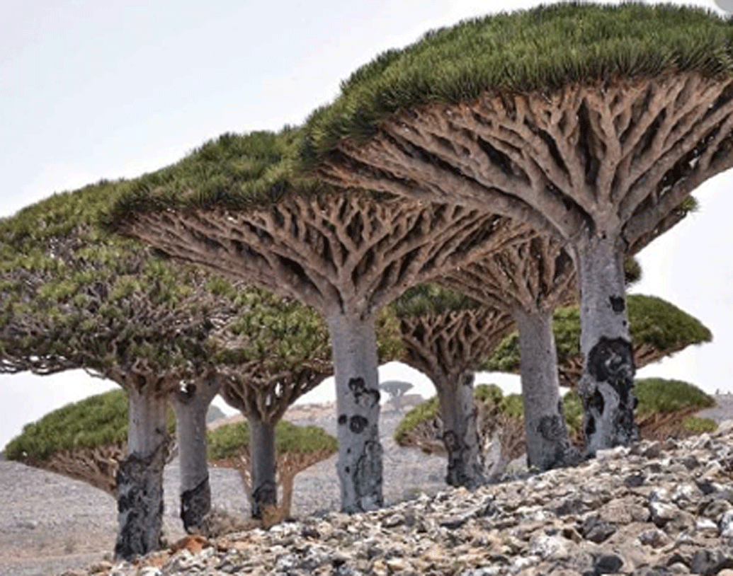 ড্রাগনকে না মেরে আপেল ফিরিয়ে আনা অসম্ভব ছিল। হারকিউলিসের সঙ্গে যুদ্ধে ড্রাগনের মৃত্যু হয়। ড্রাগনের গাঢ় লাল রক্ত ছড়িয়ে পড়ে চারিদিকে।