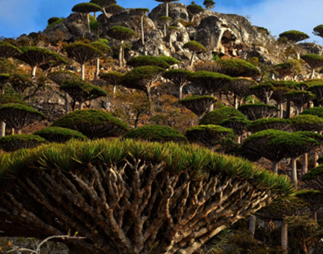 সেই রক্ত থেকেই নাকি এই ড্রাগন ট্রি-র জন্ম। আর সেই থেকেই ড্রাগনের রক্ত বুকে করে বয়ে নিয়ে চলেছে এই গাছ।