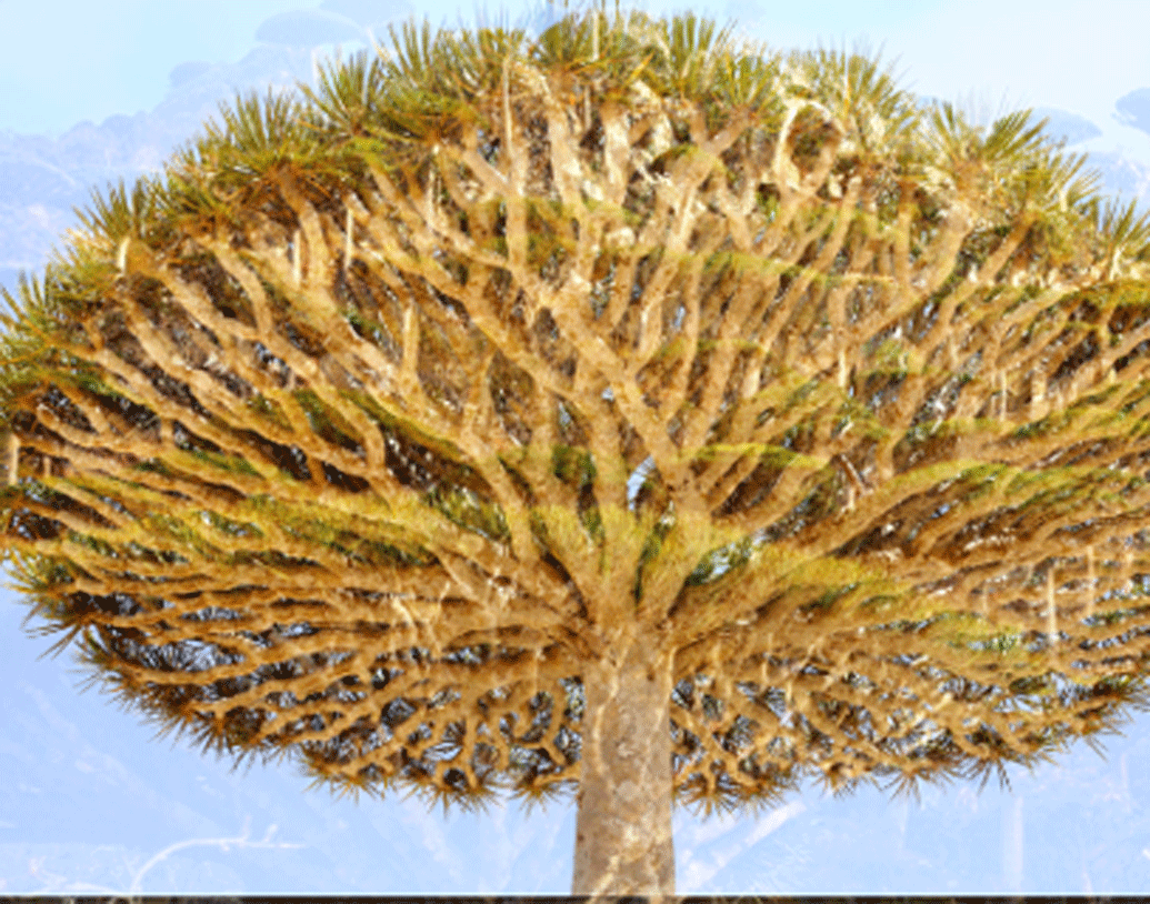 ওই গাছ কাটলে ‘রক্তে’র ধারা বইতে থাকে। তবে নাম যাই হোক না কেন, এই গাছের উপকারিতা অনেক।