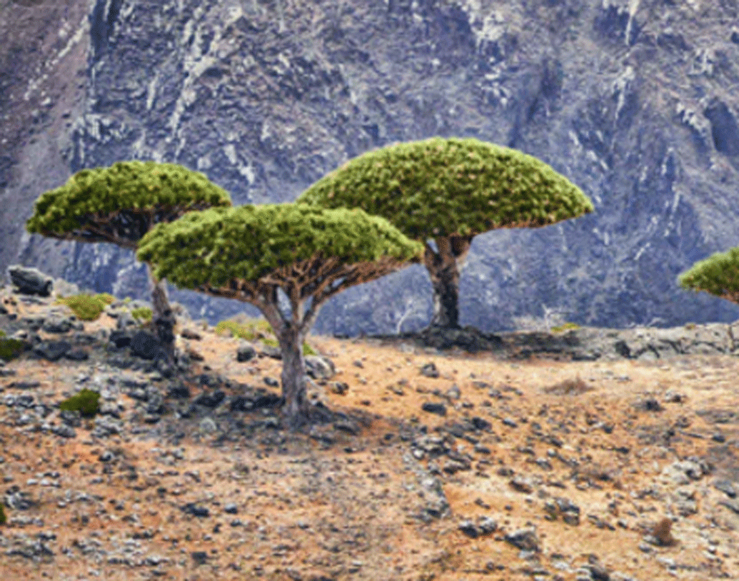 তবে যেটাকে রক্ত বলে মনে করা হত, পরীক্ষা করে উদ্ভিদ বিজ্ঞানীরা জানিয়েছেন, ওটা আসলে রেজিন। গাছের এক ধরনের উপক্ষার।