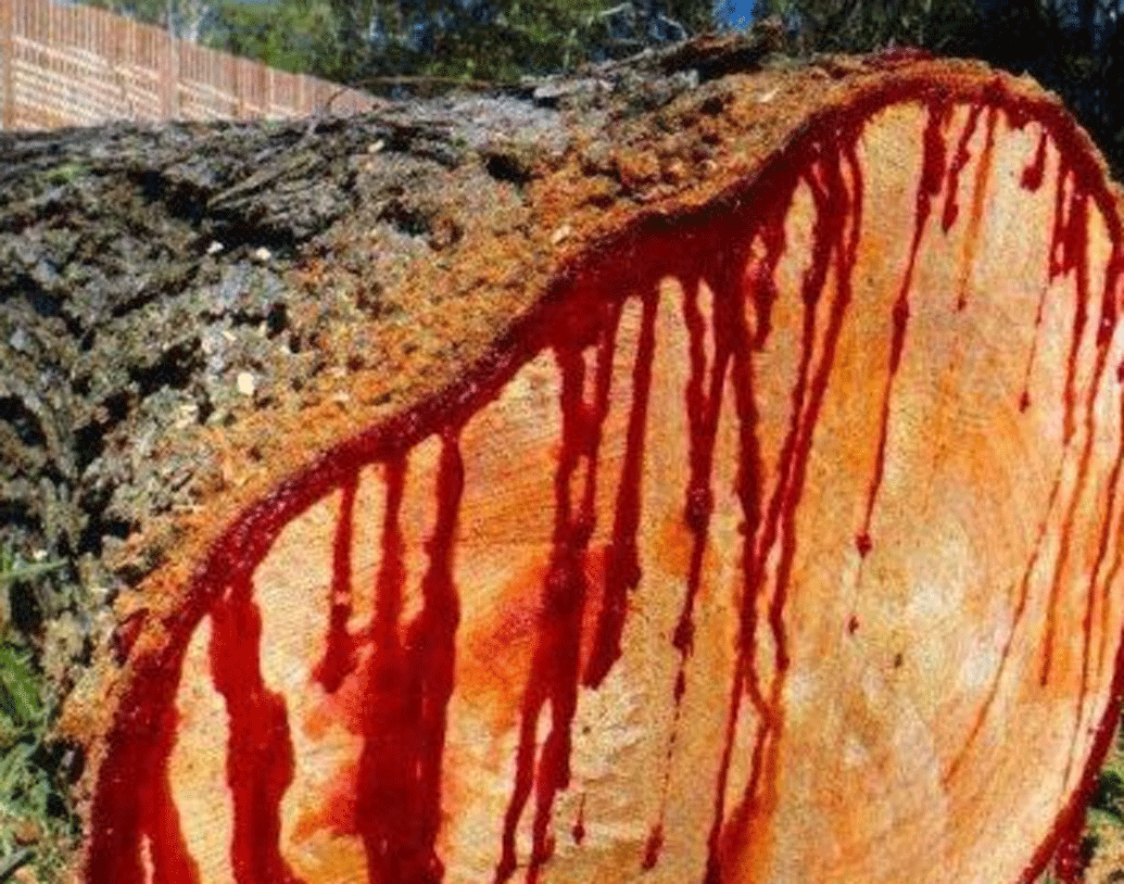 গাছের এই রক্তবর্ণ উপক্ষারের উপকারিতা অনেক। এর ঔষধি গুণ রয়েছে।

প্রাচীন কালে এই ‘রক্ত’ দিয়েই পেটের নানা রোগের ওষুধ তৈরি হত। তা ছাড়া বিভিন্ন রঞ্জক হিসাবে, টুথপেস্ট তৈরি করতেও কাজে লাগানো হত।