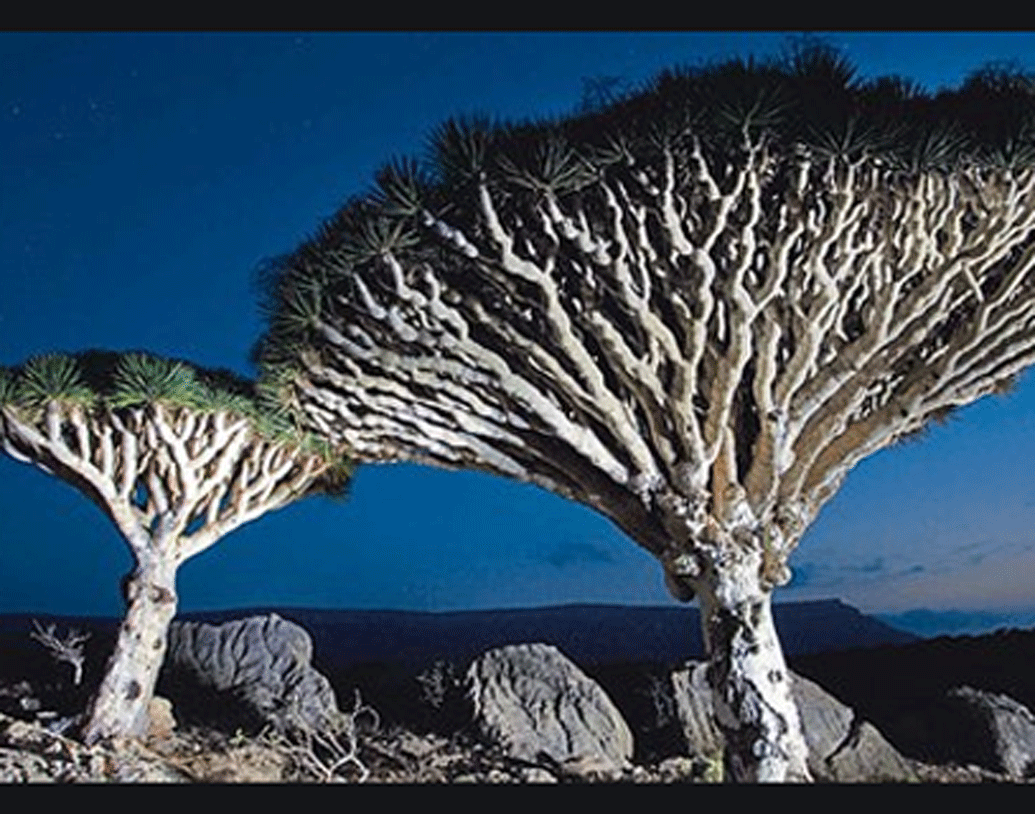 এই গাছের কোনও বর্ষবলয় তৈরি হয় না। গাছের কাণ্ডের সংখ্যা দেখে এর বয়স নির্ধারণ করা হয়।