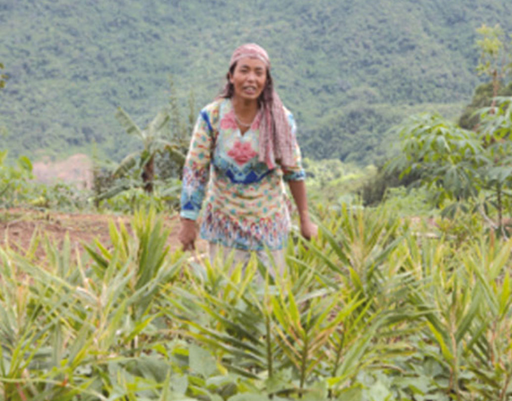 এই অবস্থায় চিজামির মহিলারা এগিয়ে আসেন। বদলে চলা প্রকৃতির সঙ্গে লড়ার কৌশল বাতলে দেন তাঁরা। পুরুষতান্ত্রিক এই রাজ্যে এখন মহিলাদের দেখানো পথে চলেই ফের মাঠে ফিরেছেন পুরুষেরা। কী ভাবে?