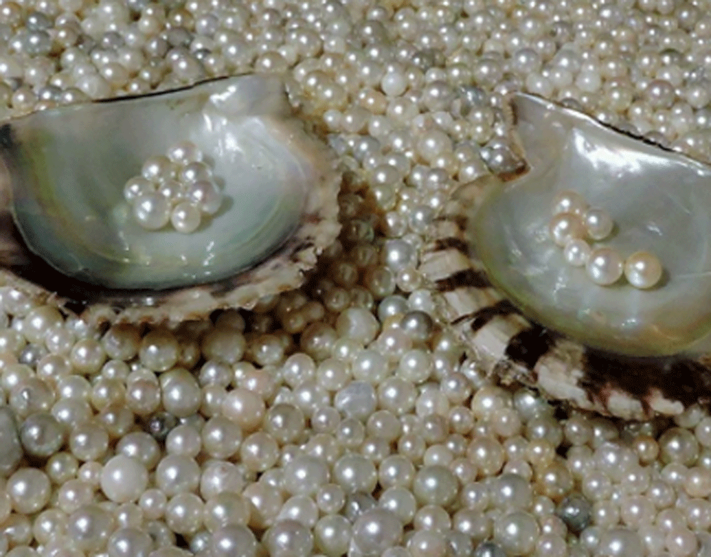 পাশাপাশি আট হাজার বছর আগে সমাজে এই মুক্তোর অন্য কোনও গুরুত্ব ছিল কি না, তারও খোঁজ চালাচ্ছেন তাঁরা।