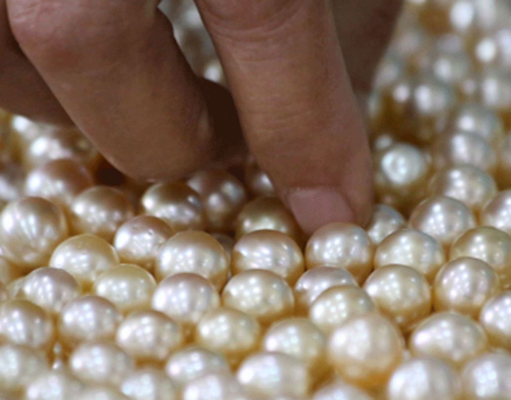 আগামী ৩০ অক্টোবর আবুধাবির একটি মিউজিয়ামে সাধারণ মানুষের দেখার জন্য প্রদর্শনী হবে এই প্রাচীন ঐশ্বর্যের, বিশ্বের প্রাচীনতম মুক্তোর।