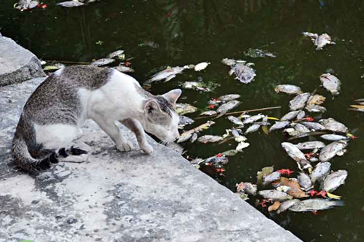  মরা মাছ ভাসছে জলে। মঙ্গলবার, বাগুইআটির রেলপুকুর এলাকায়। ছবি: স্নেহাশিস ভট্টাচার্য