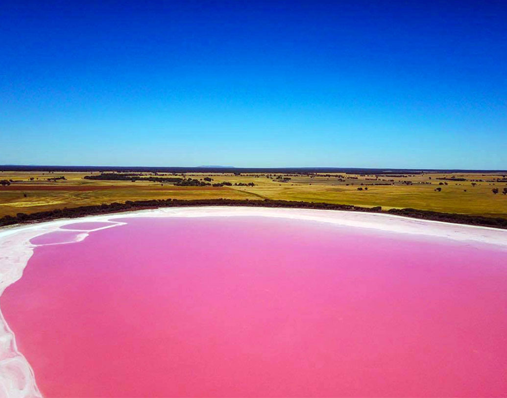 পরীক্ষানিরীক্ষার পর বিজ্ঞানীরা দেখেন, লেক হিলিয়ারের জলে রয়েছে দশ ধরনের ব্যাকটিরিয়া, যারা লবণাক্ত পরিবেশে থাকতে ভালবাসে। তা ছাড়াও এখানে রয়েছে, বিভিন্ন প্রজাতির ডানালিয়েলা অ্যালগি বা শ্যাওলা। যার বেশির ভাগের রংই সবুজের পরিবর্তে গোলাপি বা লাল রঙের।