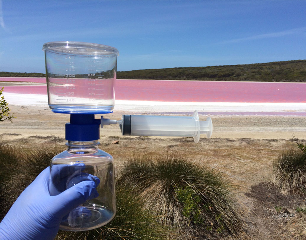 এ ধরনের শ্যাওলার রঙের জন্যই কি লেক হিলিয়ারের জলের রং গোলাপি? না! এর থেকে অবাক করে দেওয়া তথ্য পেয়েছেন বিজ্ঞানীরা।