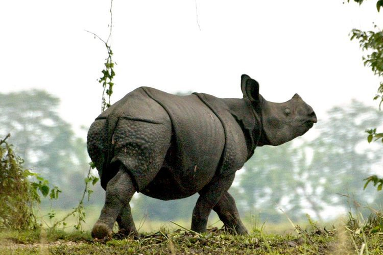 দীর্ঘ দিন ধরেই শিংয়ের জন্য গন্ডার শিকার করছে মানুষ। 