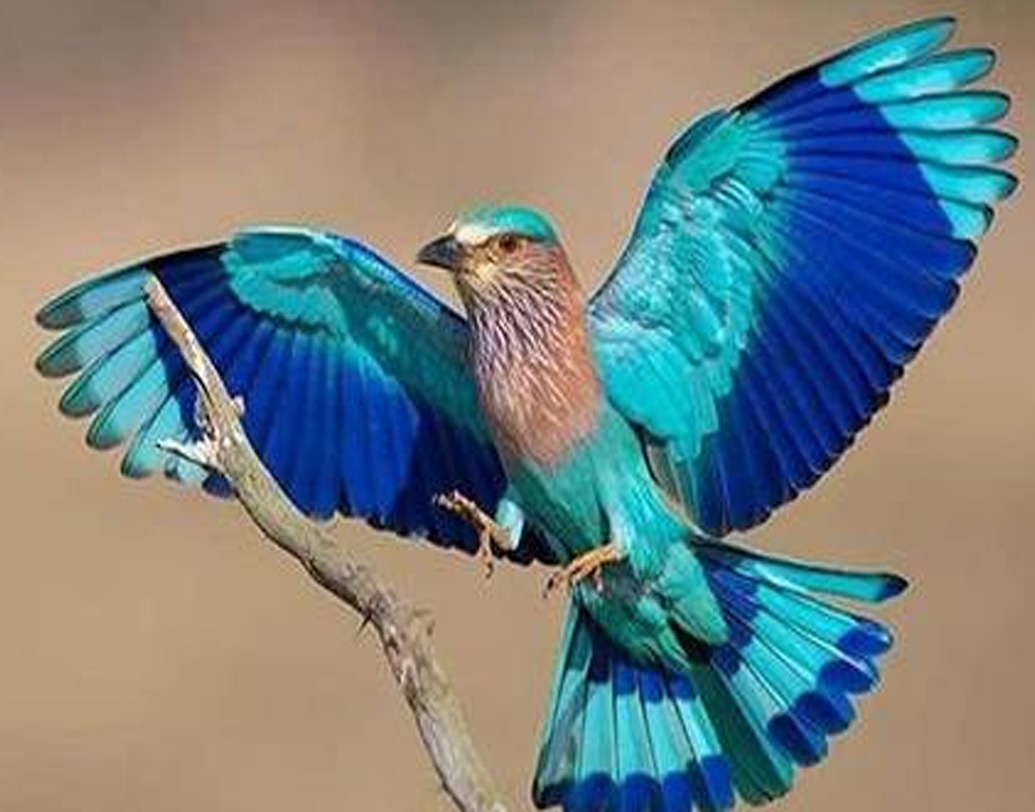 ভারতীয় উপমহাদেশের বিভিন্ন অংশে এই পাখি পাওয়া যায়। মূলত ঘাসজমি ও ঝোপঝাড়ের বাসিন্দা এই পাখি আকারে ছোট, দেখতে বাহারি। বাংলার ঘাসজমিতে এই পাখির একটি প্রজাতিকে দেখে কার্ল লিনেয়াস এর নামকরণ করেছিলেন। এর বৈজ্ঞানিক নাম ‘কর্ভাস বেঙ্গালেনসিস’। ( সোশ্যাল মিডিয়া)