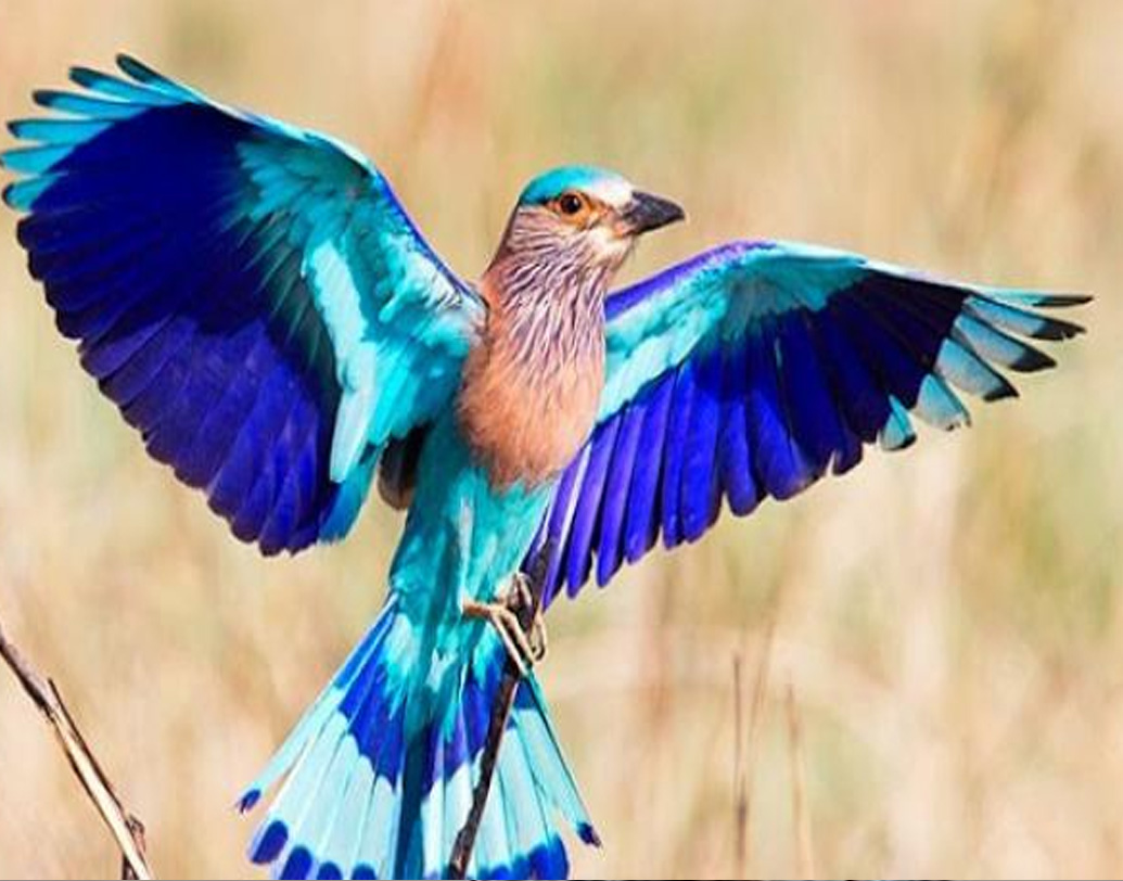 বাংলার সংস্কৃতির সঙ্গে এই একরত্তি পাখি গভীর ভাবে জড়িয়ে। আর তার বঙ্গজ নামে তো স্বয়ং মহাদেব বিরাজমান। ২৬ থেকে ২৭ সেন্টিমিটার লম্বা এই পাখির দেহ, লেজ ও ডানায় উজ্জ্বল নীল রঙের জৌলুস দেখার মতো। ( সোশ্যাল মিডিয়া)