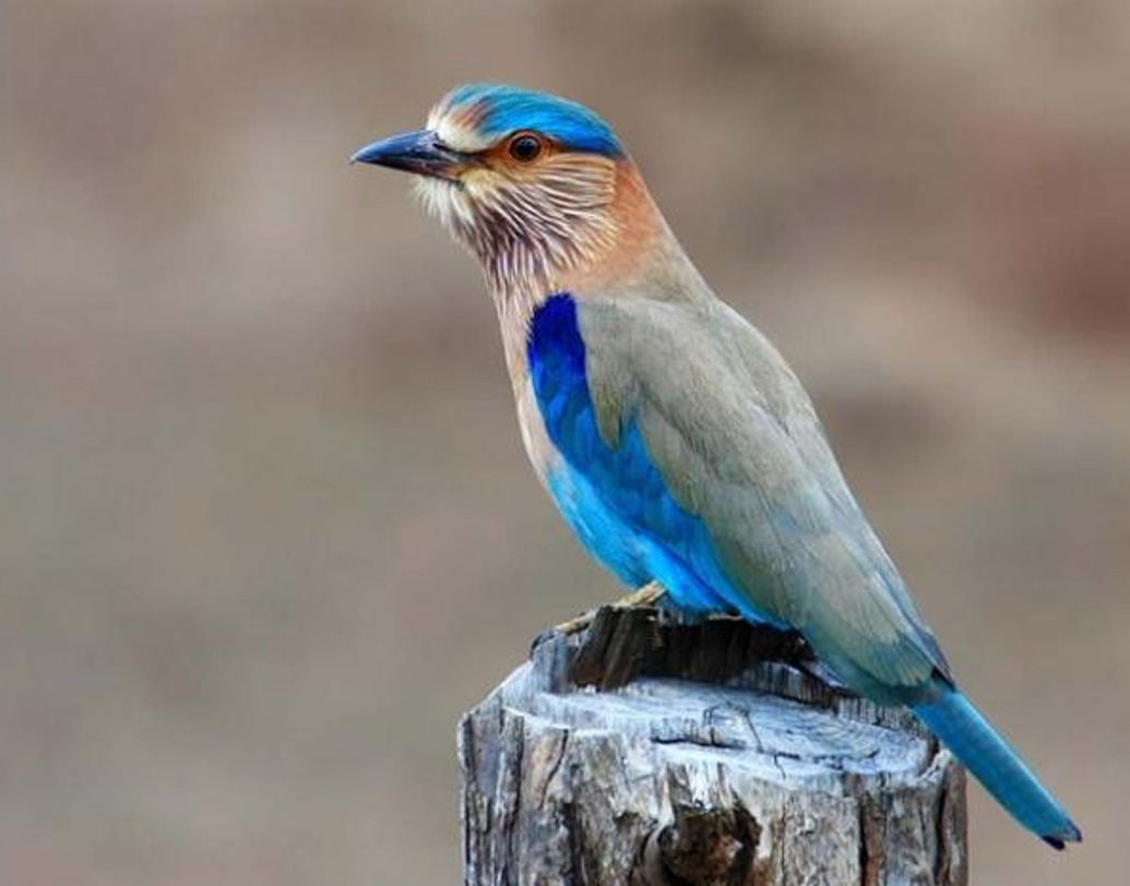 তবে ভারতে যে নীলকণ্ঠ পাওয়া যায়, তার গলার কাছের অংশটি কিন্তু হাল্কা বাদামি। বরং, ইউরোপে এই পাখির যে প্রজাতি দেখা যায়, তাদের গলা ও বুকের অংশ নীল। ( সোশ্যাল মিডিয়া)