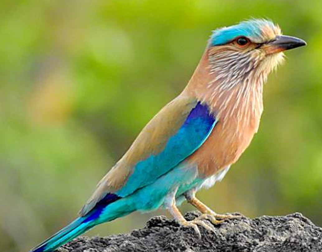 এশিয়ার বিস্তৃত অংশে পাওয়া যায় নীলকণ্ঠ পাখি। ভারতীয় উপমহাদেশ ছাড়াও তাদের পাওয়া যায় মধ্যপ্রাচ্যে। নীলকণ্ঠ পাখির মূল খাদ্য ঘাসজমির পোকামাকড়। ঘাসফড়িং, ঝিঝিপোকা থেকে ছোট সাপ, বাদ যায় না কিছুই। ( সোশ্যাল মিডিয়া)