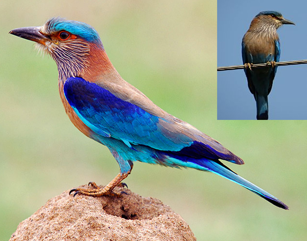 ভারতে নীলকণ্ঠ পাখির প্রজননের সময় মূলত মার্চ থেকে জুন। এরা বাসা বানায় গাছের কোটরে। এক বারে তিন থেকে পাঁচটি ডিম পাড়ে স্ত্রী নীলকণ্ঠ। ১৭ থেকে ১৯ দিন পর ডিম ফুটে বেরিয়ে আসে ছানা।  ( সোশ্যাল মিডিয়া)