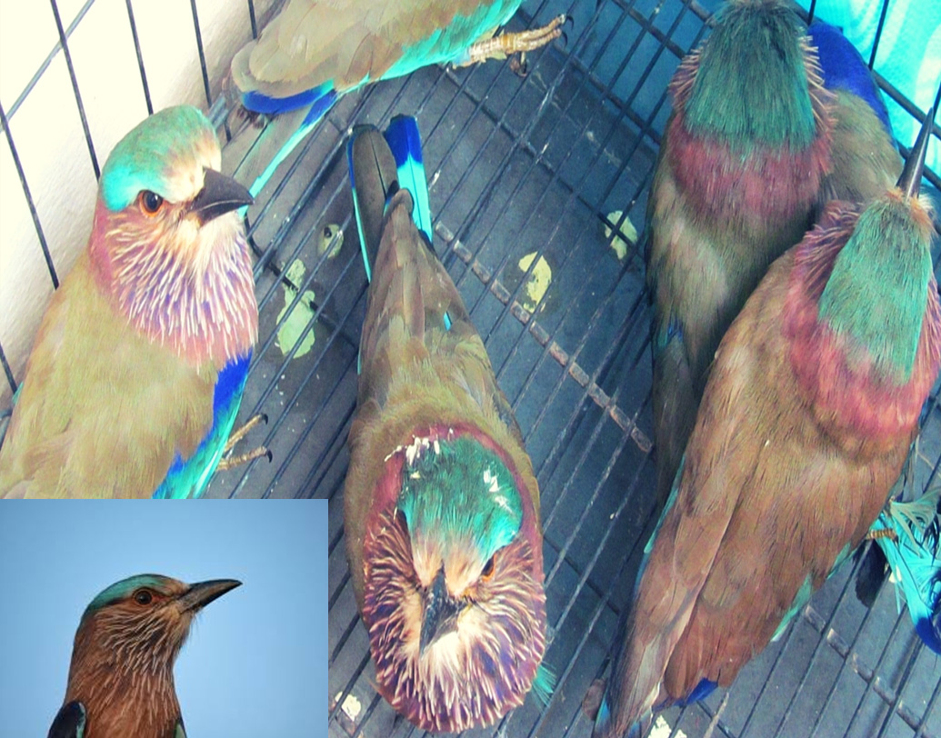 এই প্রাচীন রীতি পালন করতে গিয়ে প্রতি বছর নির্বিচারে মারা পড়ত অগণিত নীলকণ্ঠ। তাদের নৃশংস ভাবে ধরে বন্দি করে রাখা হত। তারপর বিজয়া দশমীতে দশভুজাকে বিসর্জনের আগে খাঁচা খুলে উড়িয়ে দেওয়া হত আকাশে।