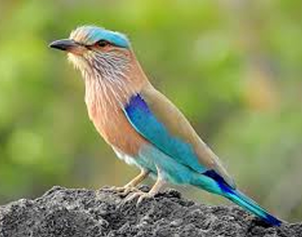 সেখানেই দেখা দিত বিপত্তি। ধরে-বেঁধে রাখা আহত পাখি উড়তে পারত না। কিছু দূর যাওয়ার পরেই তাকে আক্রমণ করত কাকের দল। তাদের আক্রমণ থেকে রেহাই পেত না ছোট আকারের এই পাখি। ফলে প্রতি বছর প্রাণ যেত বহু নীলকণ্ঠের। কয়েক বছর আগে নীলকণ্ঠ পাখি বন্দি করা নিষিদ্ধ করা হয়েছে। ফলে বন্ধ হয়েছে নীলকণ্ঠ পাখির অকালনিধন।