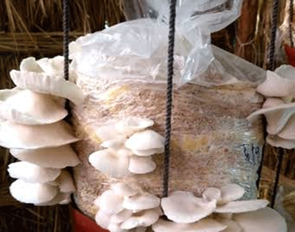 সেই সংসারে আরও বেশি সুখ এনে দিয়েছে মাশরুম চাষ। কারণ, উপার্জন যেমন বেড়েছে, আগের থেকে অনেক বেশি সময় তিনি পরিবারকে দিতে পারছেন।