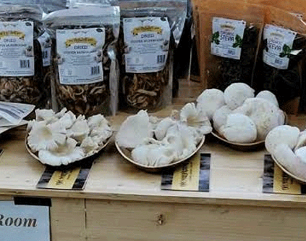 রাসায়নিক ছাড়া মাশরুমের ভাল ফলনের পরামর্শ তাঁকে কেউ দিতে পারেননি। ফলে মনিকাই অন্য উপায় বার করে নেন।