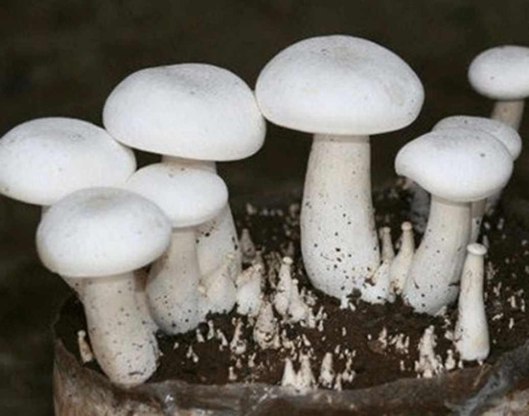 প্রথম বছরটা তেমন লাভ করতে পারেননি মনিকা। তবে দ্বিতীয় বছরে অভাবনীয় ফল পেতে শুরু করেন তিনি।