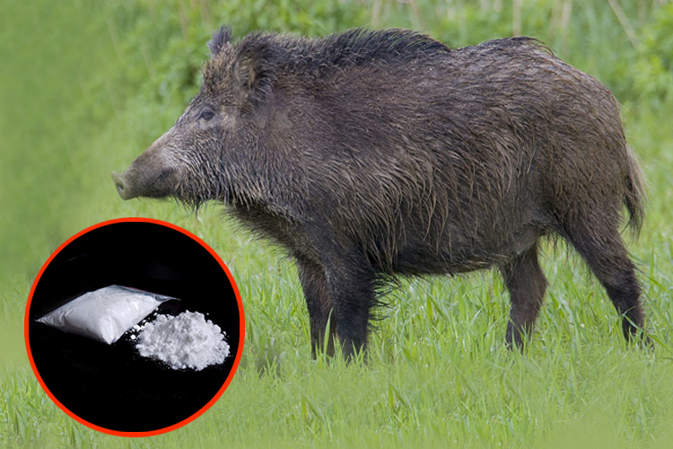Viral: pigs spilling cocaine worth over fifteen lakh ...