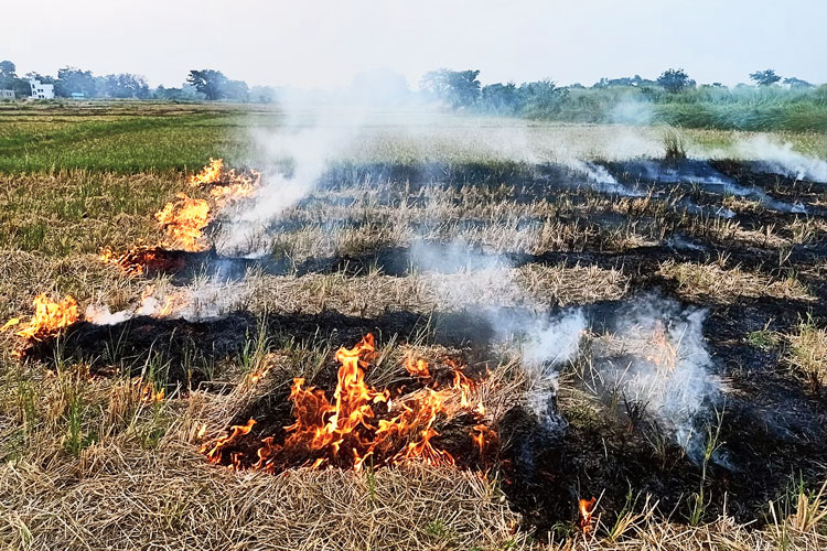 জমিতে দাউ দাউ করে জ্বলছে খড়।