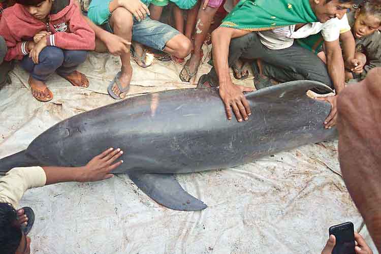 There Is No Bravery On Clicking Picture With Dead Animals Anandabazar