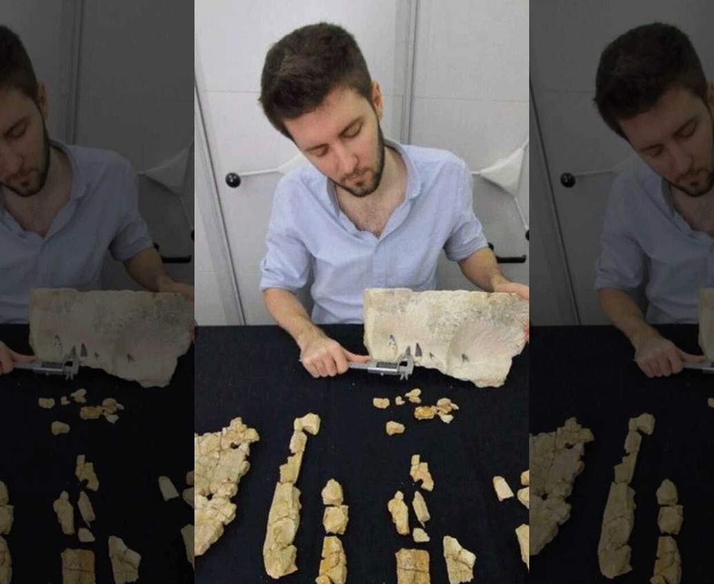 পোল্যান্ডের সুইতোকার্জিকির কাছে একটি ভুট্টা খেতের মধ্যে প্লিওসরের এই জীবাশ্ম মিলেছে।