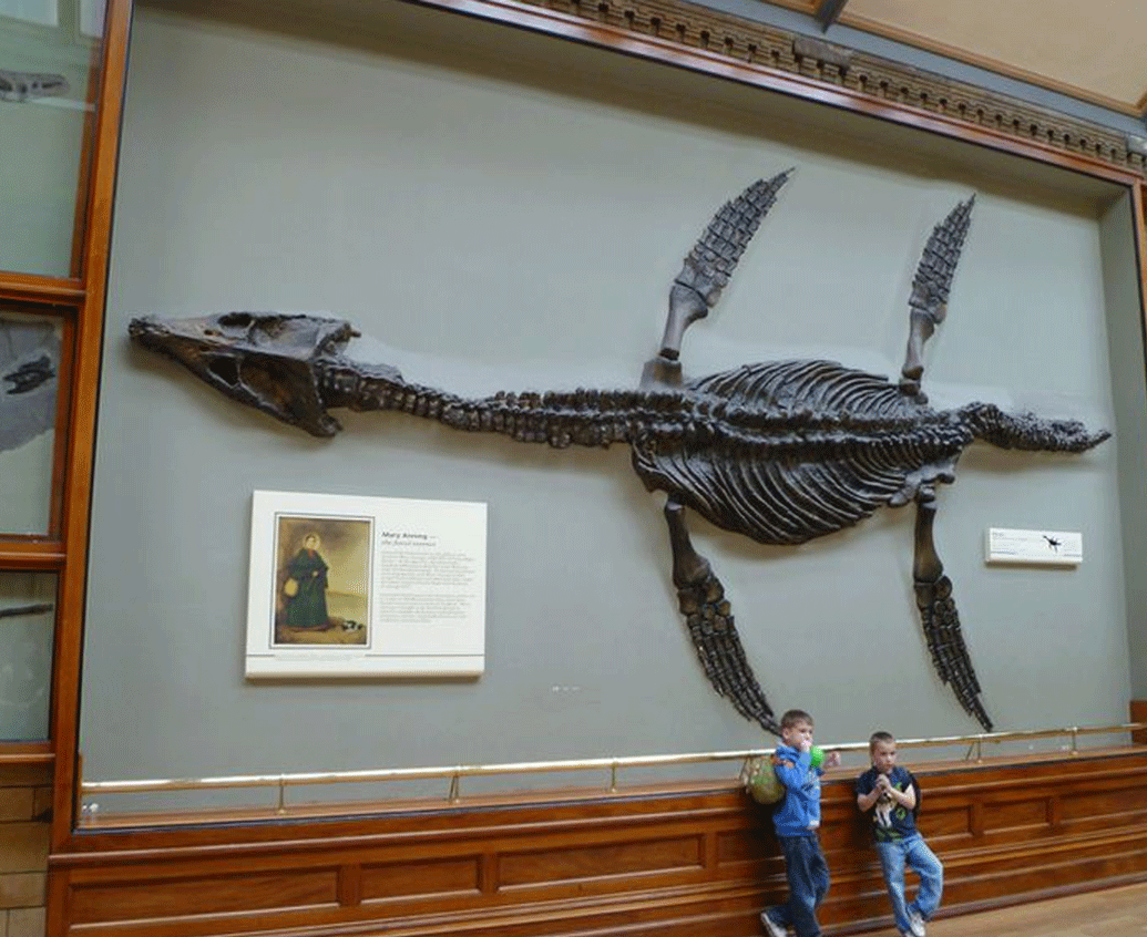 বিজ্ঞানীরা জানাচ্ছেন, সে সময়ের একটি বিশালাকার সরীসৃপ প্রাণী ছিল প্লিওসররা। খোঁজ পাওয়া প্লিওসরটি প্রায় ৩৩ ফুট লম্বা। তবে সে সময়ে এর থেকে আরও অনেক বড় প্লিওসর ছিল বলে দাবি করেছেন বিজ্ঞানীরা।