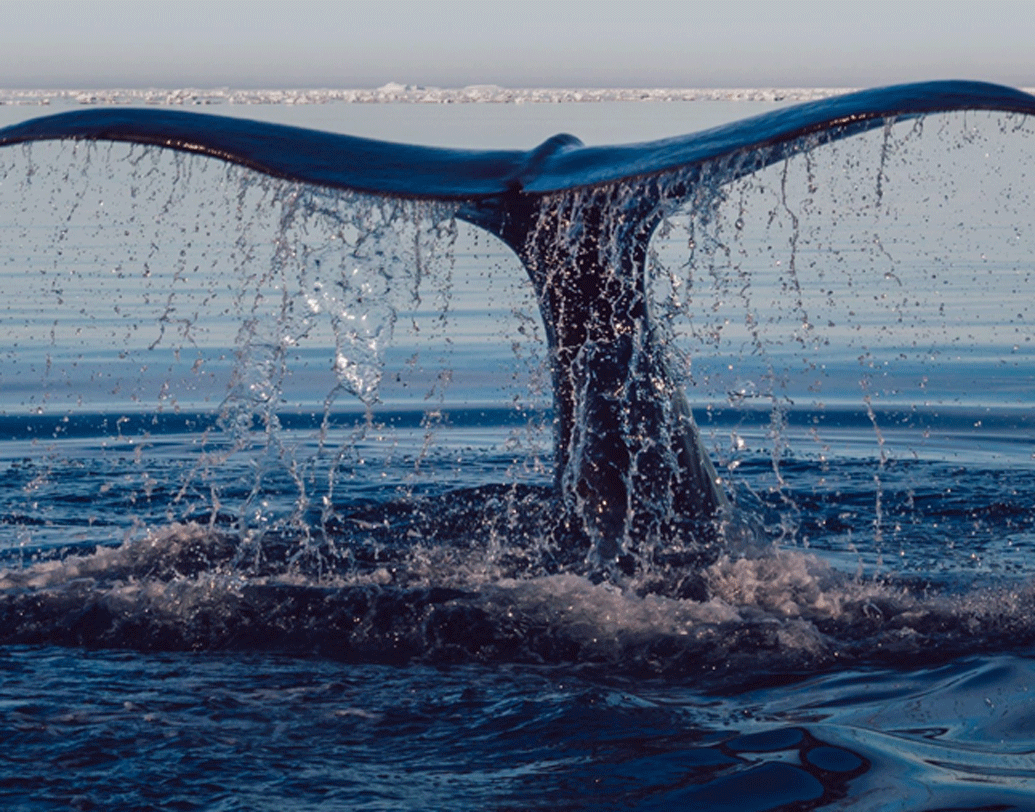 বিজ্ঞানীরা জানিয়েছেন, সমুদ্রের সমস্ত প্রাণী, এমনকি তিমিদেরও খেয়ে ফেলত তারা।